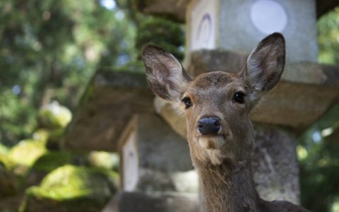 从大阪去奈良公园一日游：喂鹿、东大寺大佛和春日大社